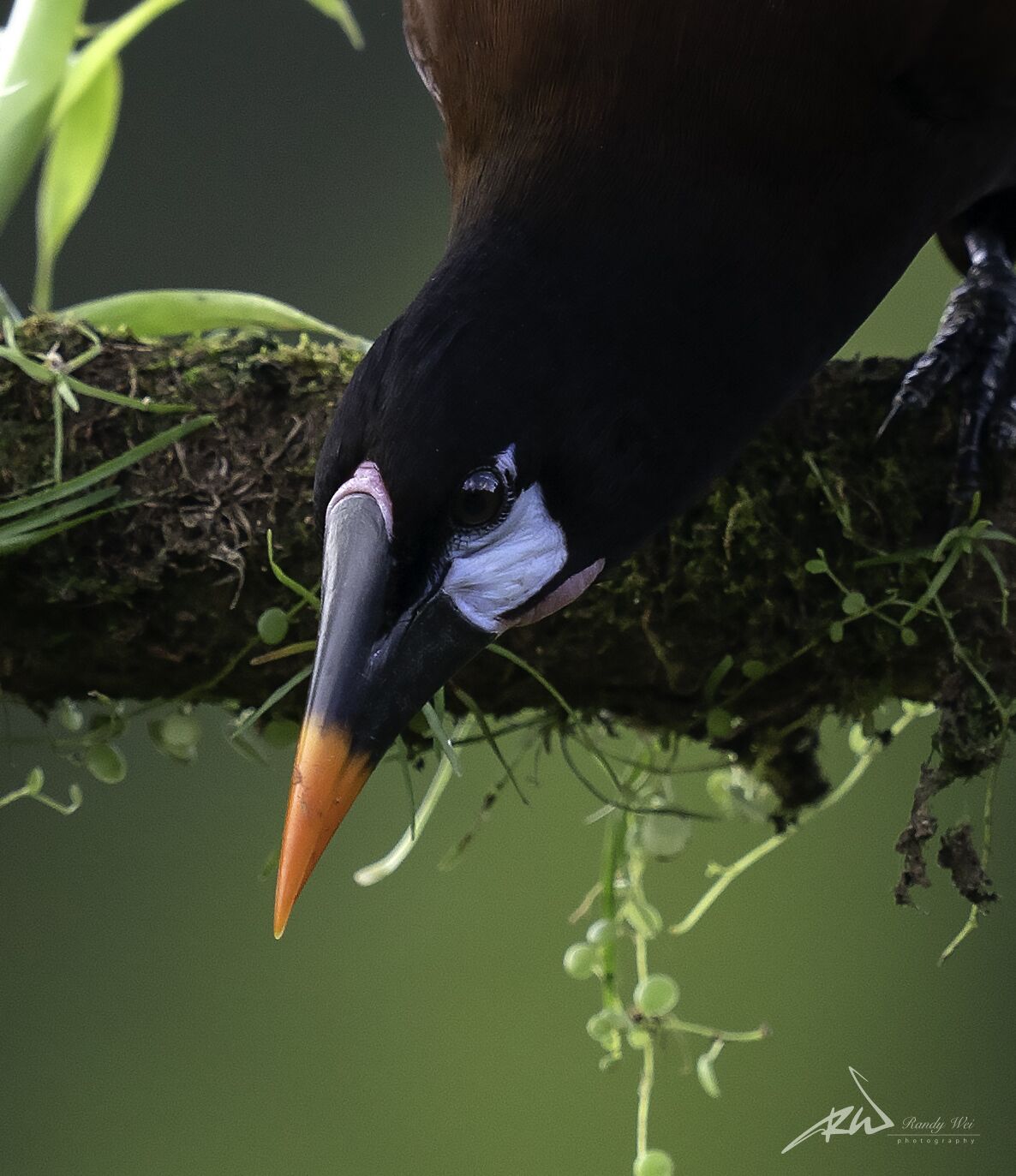 Arte De Plumas Birding Lodge