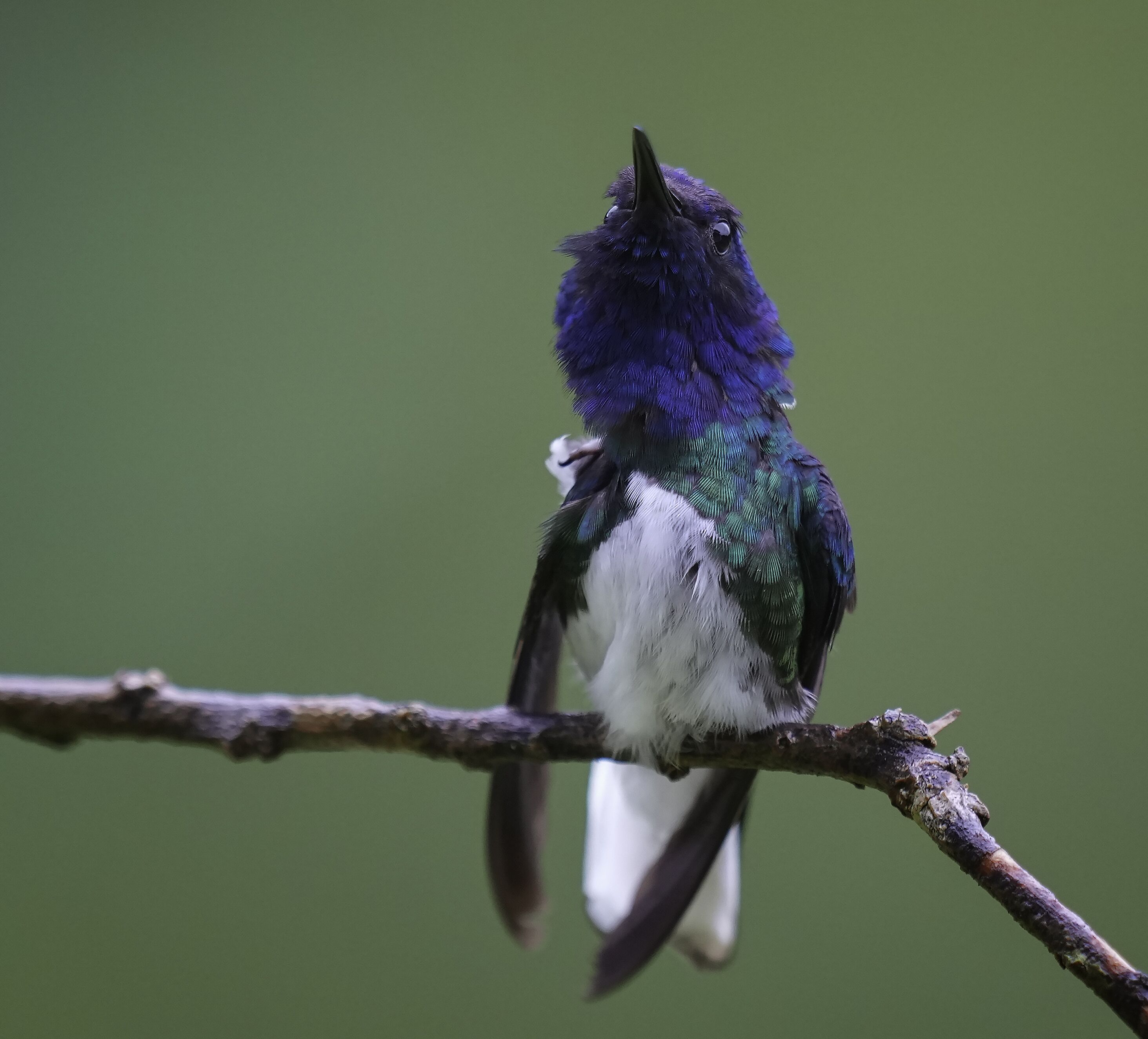 Arte De Plumas Birding Lodge