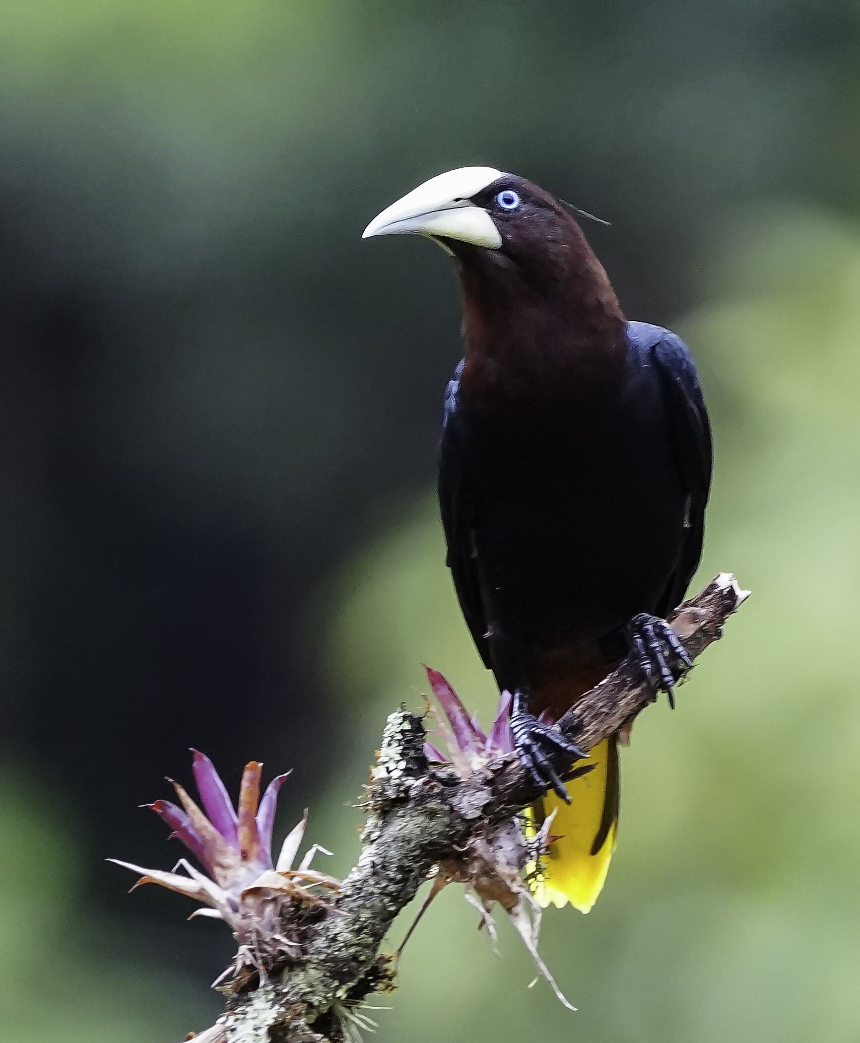 Arte De Plumas Birding Lodge
