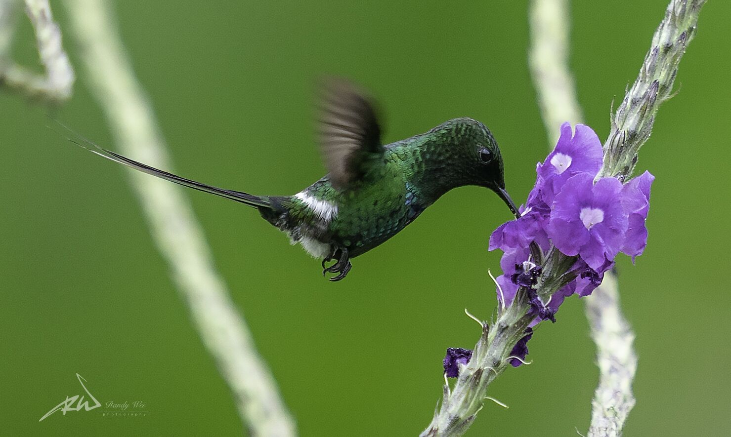 Arte De Plumas Birding Lodge