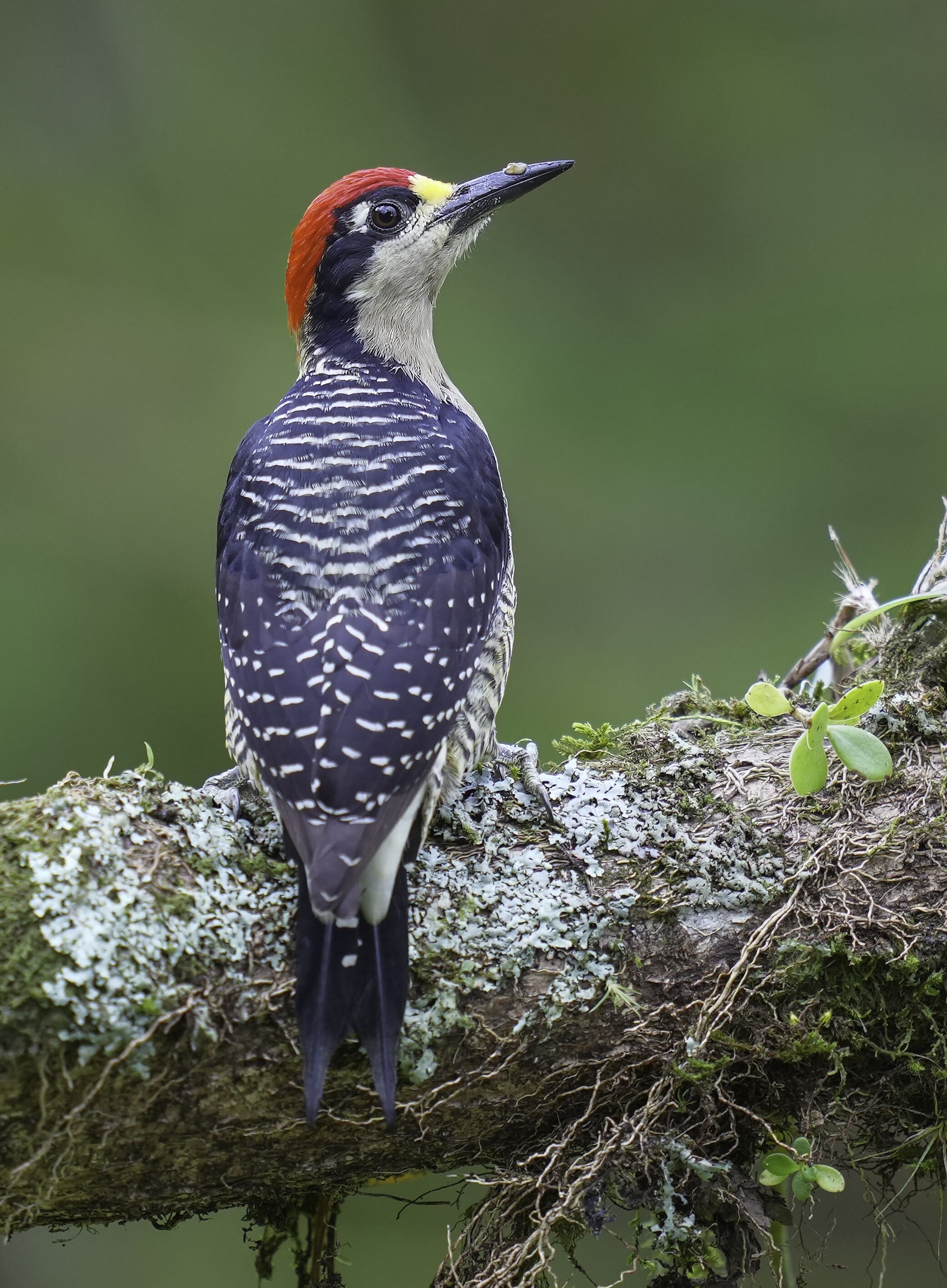 Arte De Plumas Birding Lodge