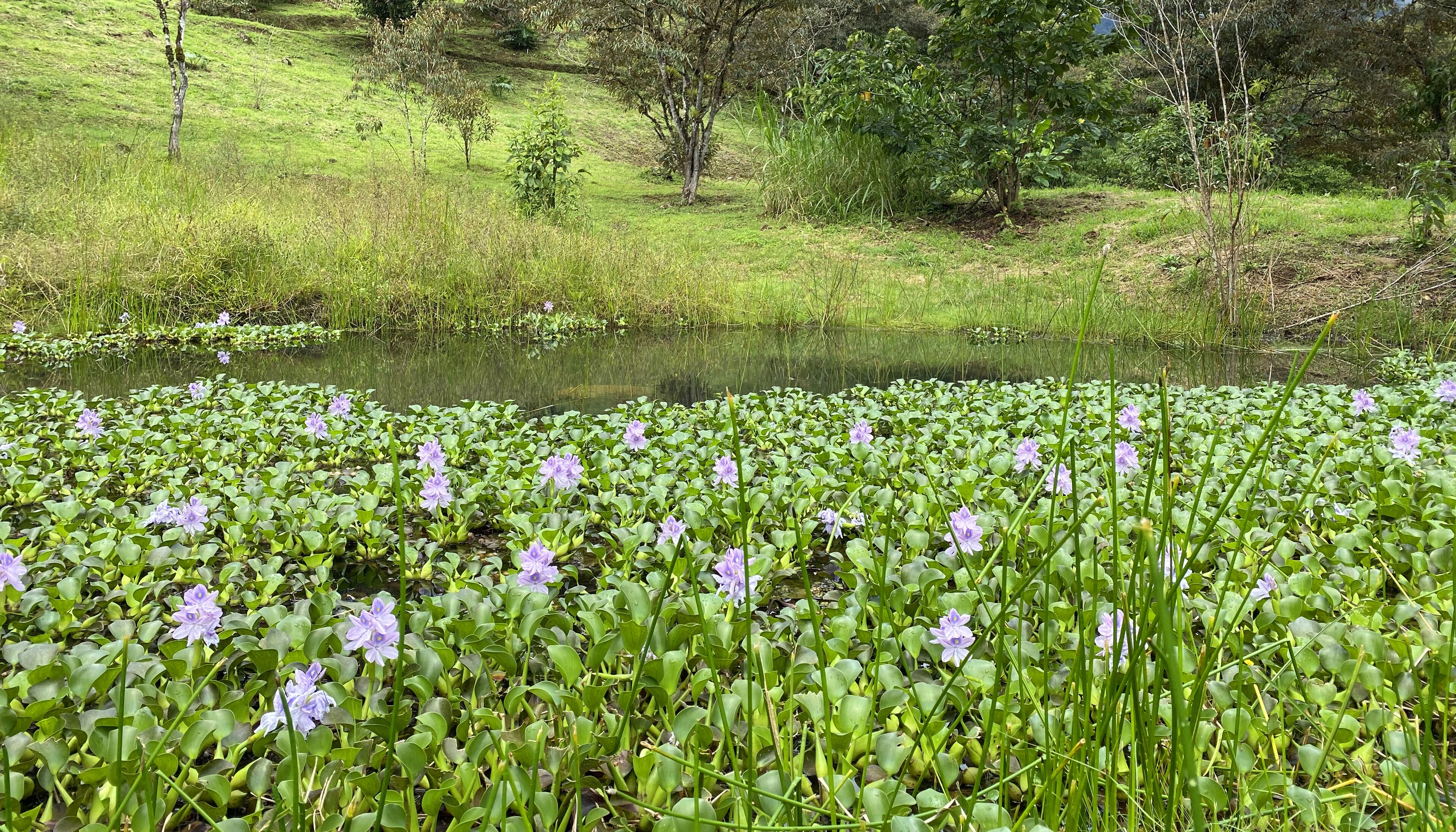 Arte De Plumas Birding Lodge