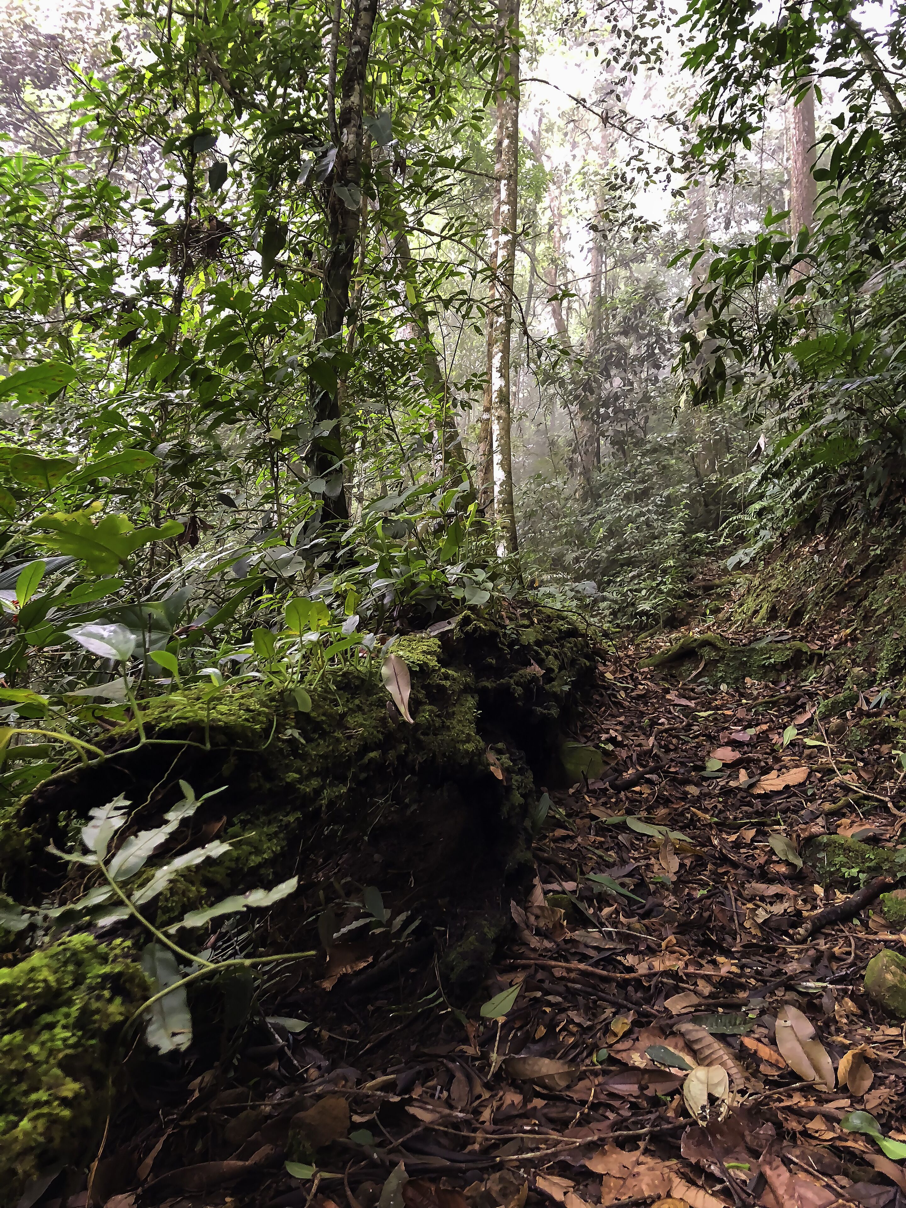 Arte De Plumas Birding Lodge