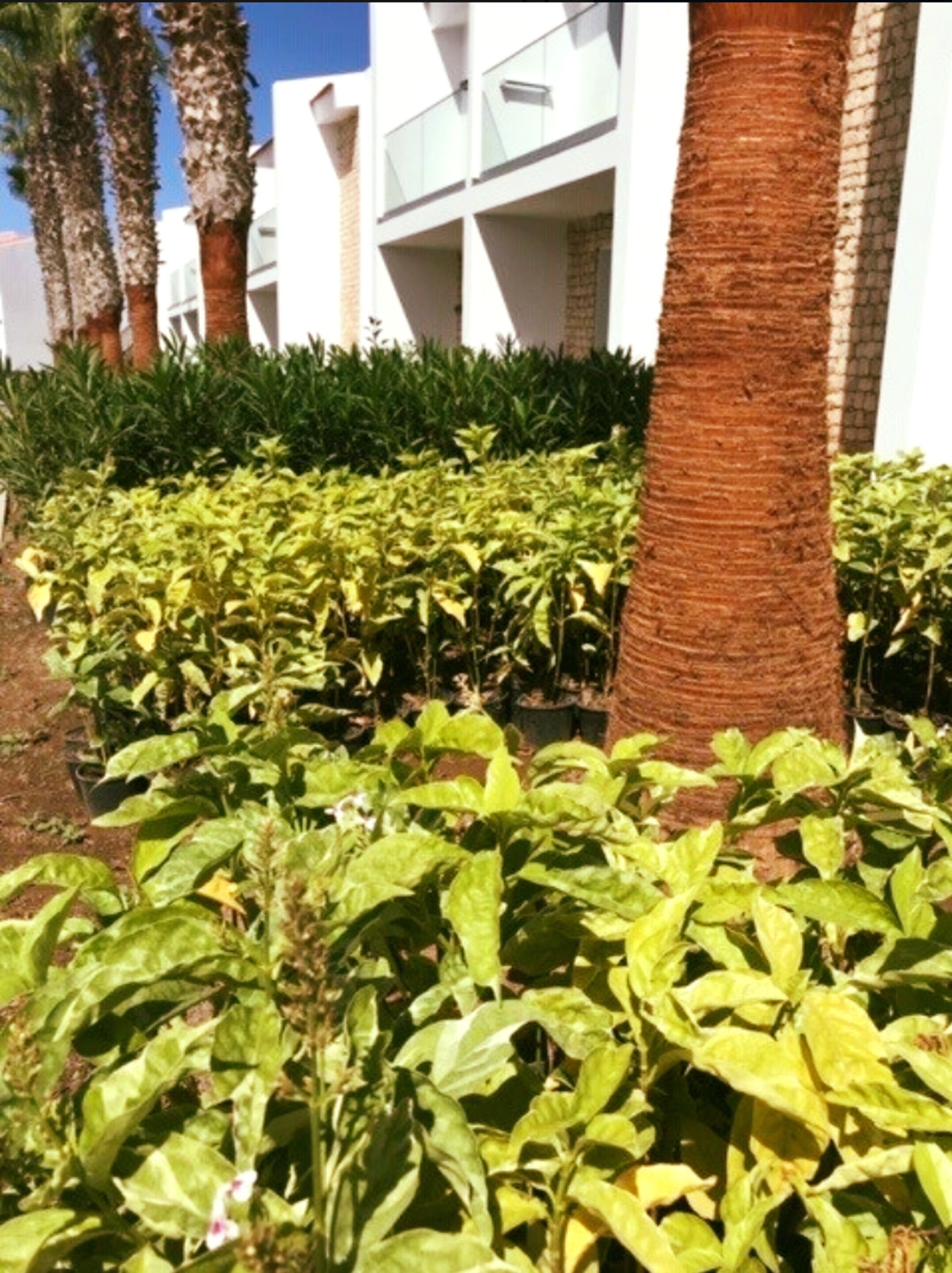 ROBINSON Cabo Verde