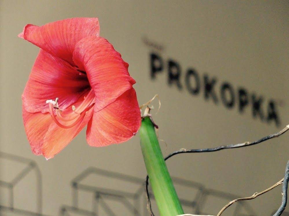 Prokopka