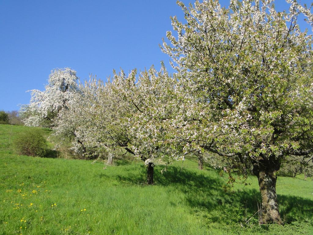Biosphärenhotel Graf Eberhard