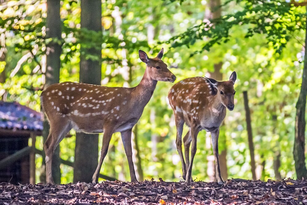 Natur-Resort Tripsdrill