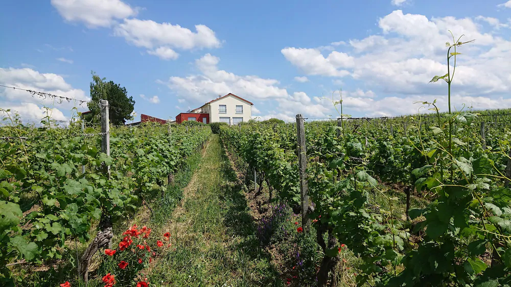 Weinbergshof Rickel