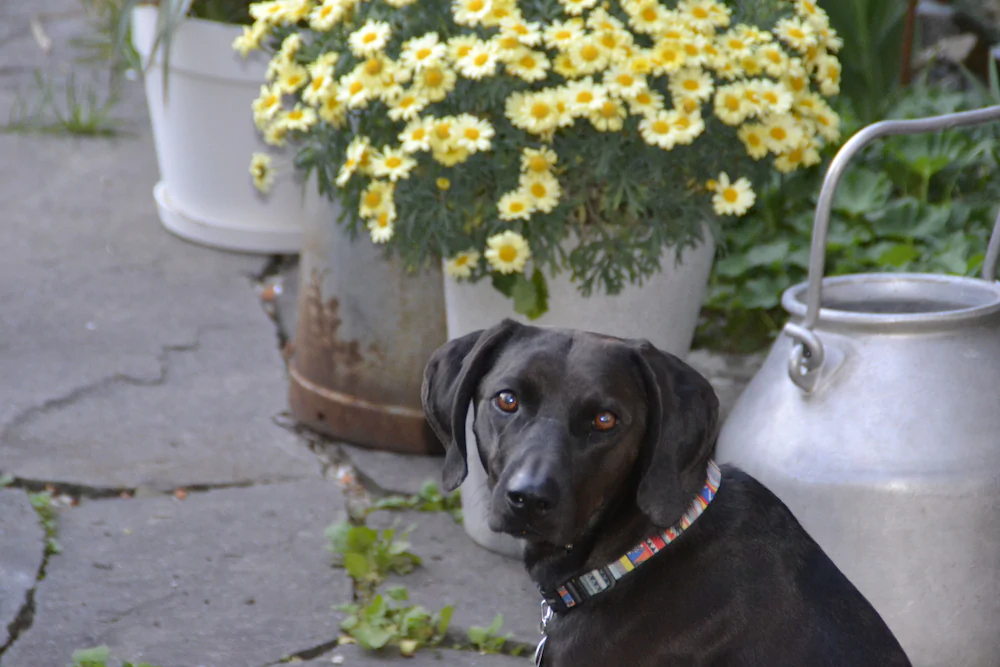 Apfelstern Bed & Breakfast