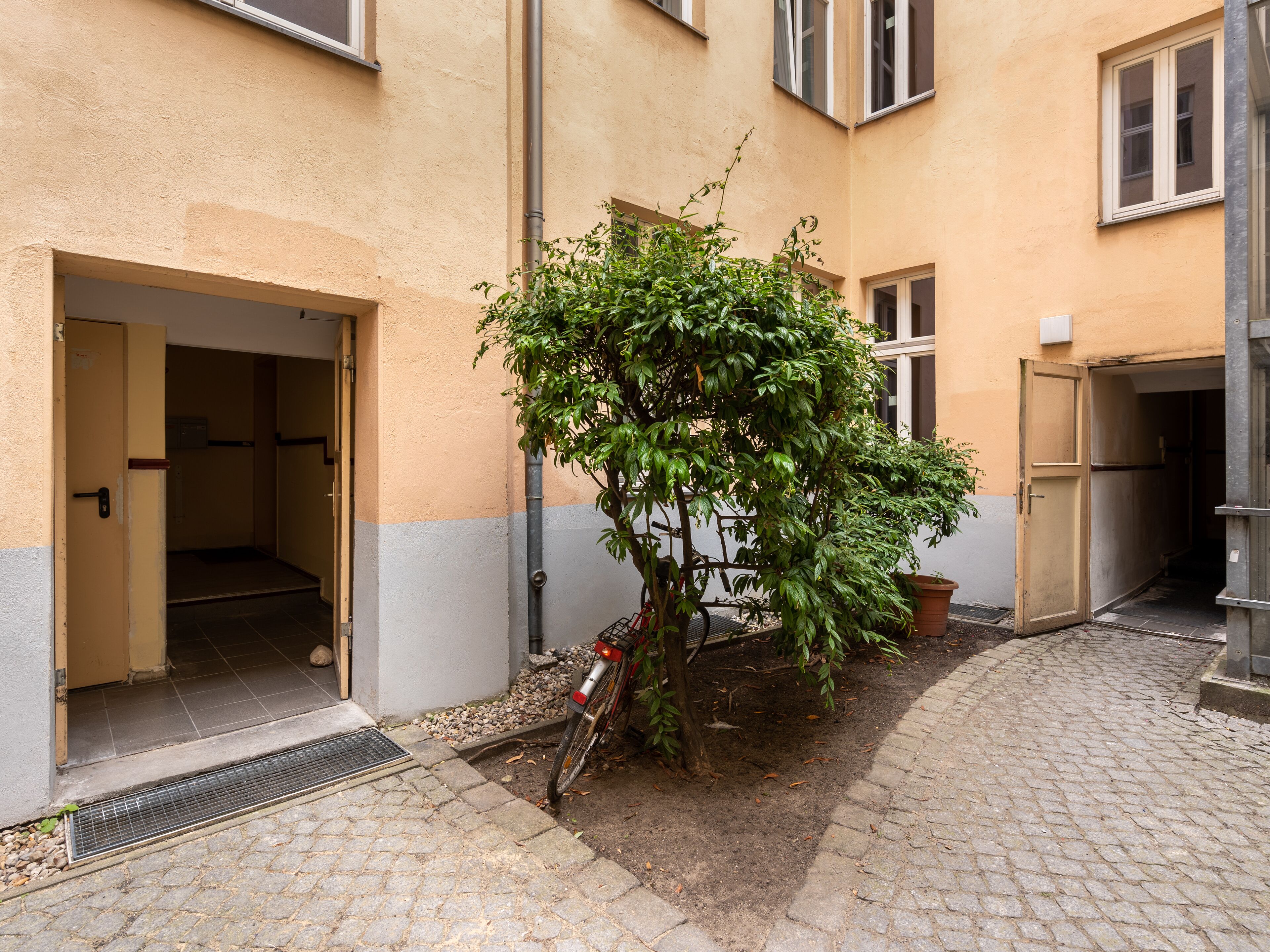 Numa Berlin Kater