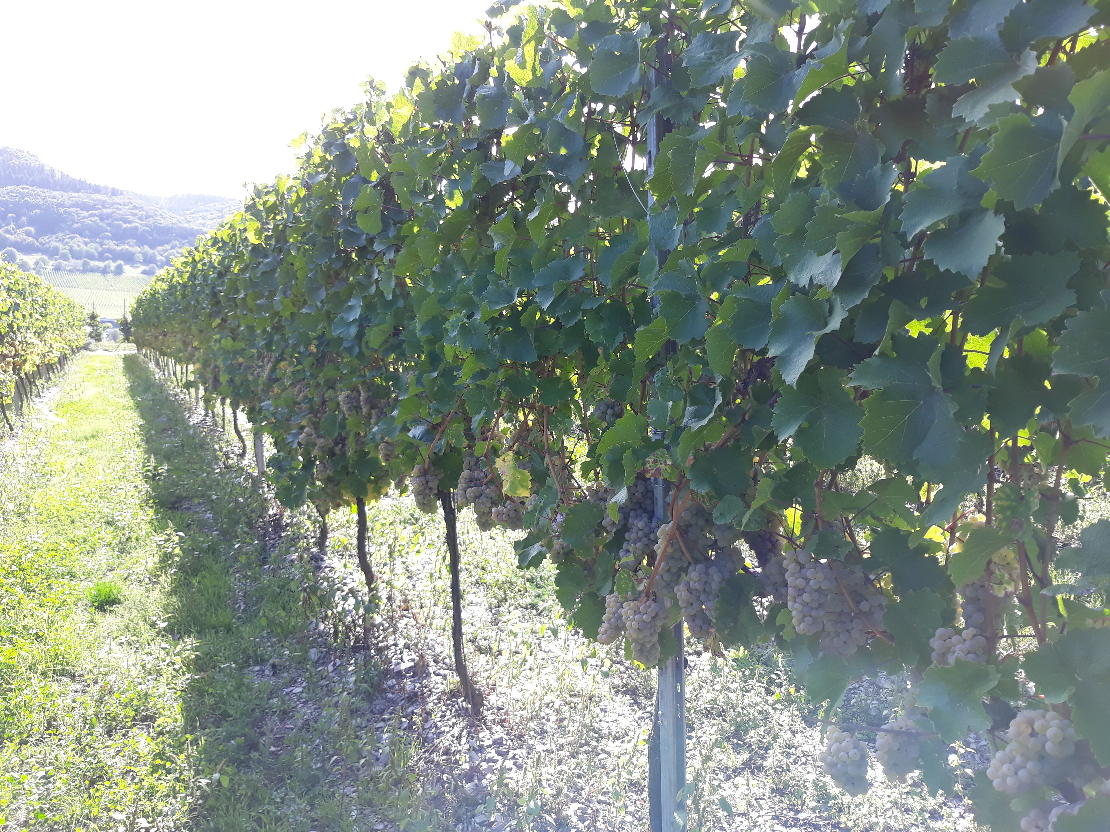 Weingut & Gstehaus Kaufmann-Schneider
