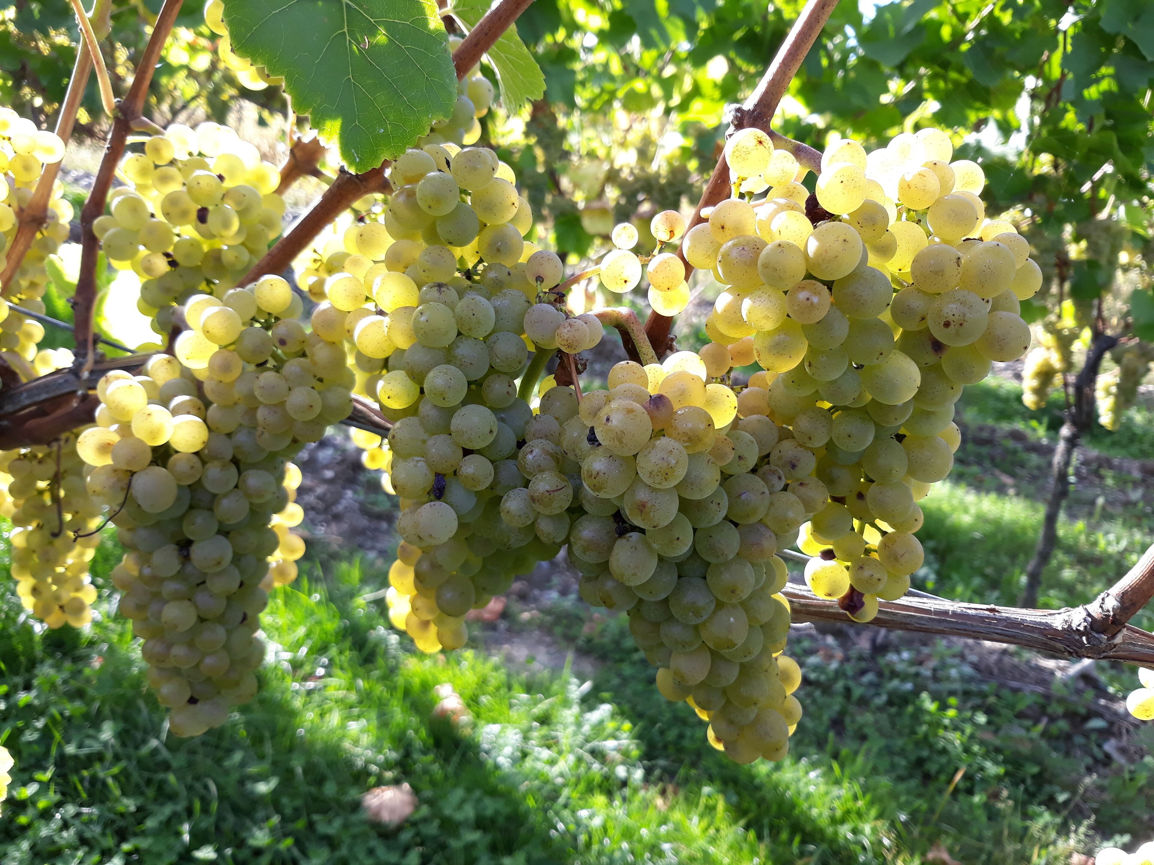 Weingut & Gstehaus Kaufmann-Schneider