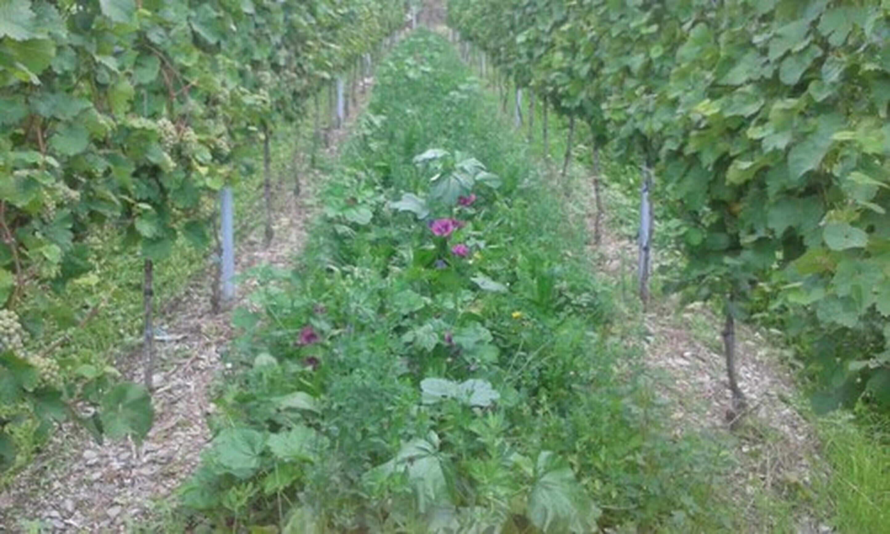 Weingut & Gstehaus Kaufmann-Schneider