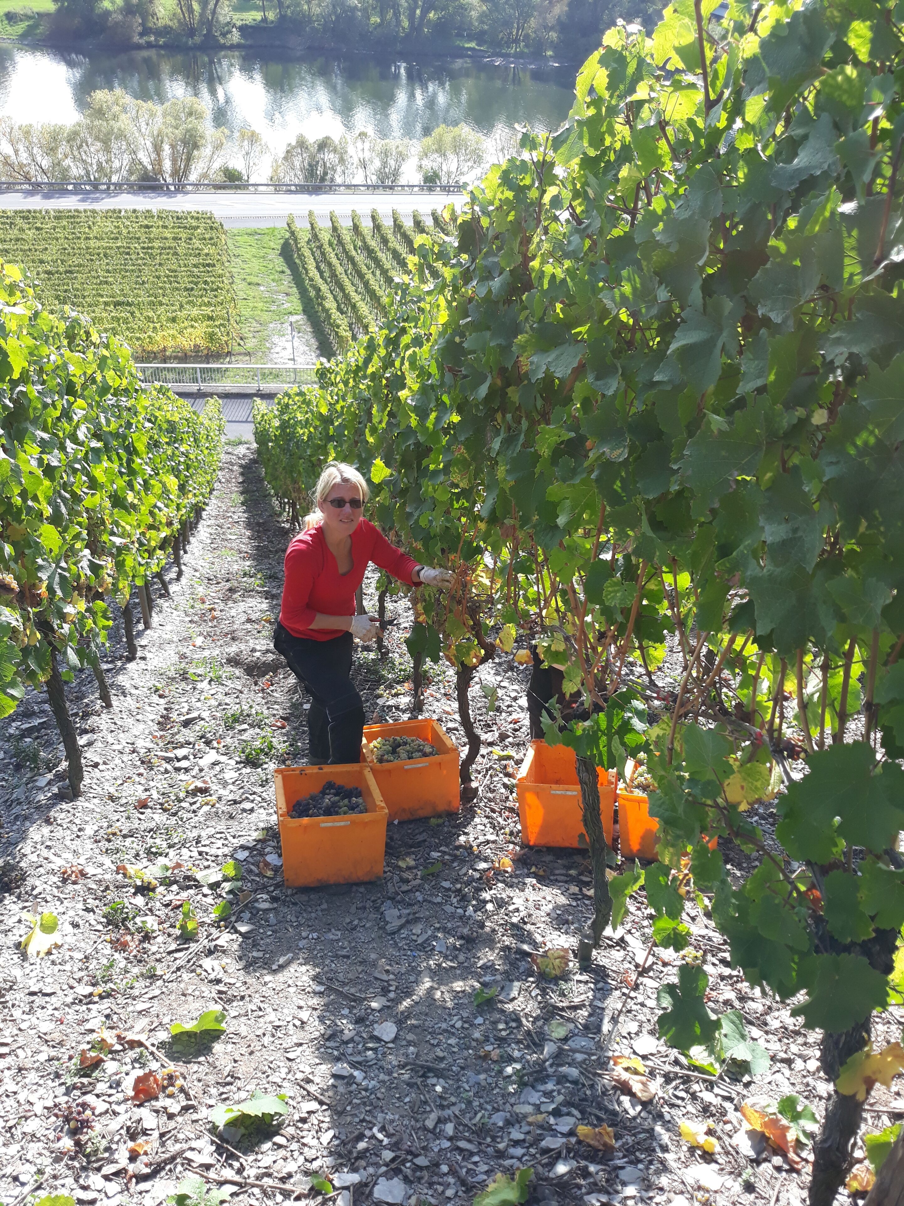 Weingut & Gstehaus Kaufmann-Schneider