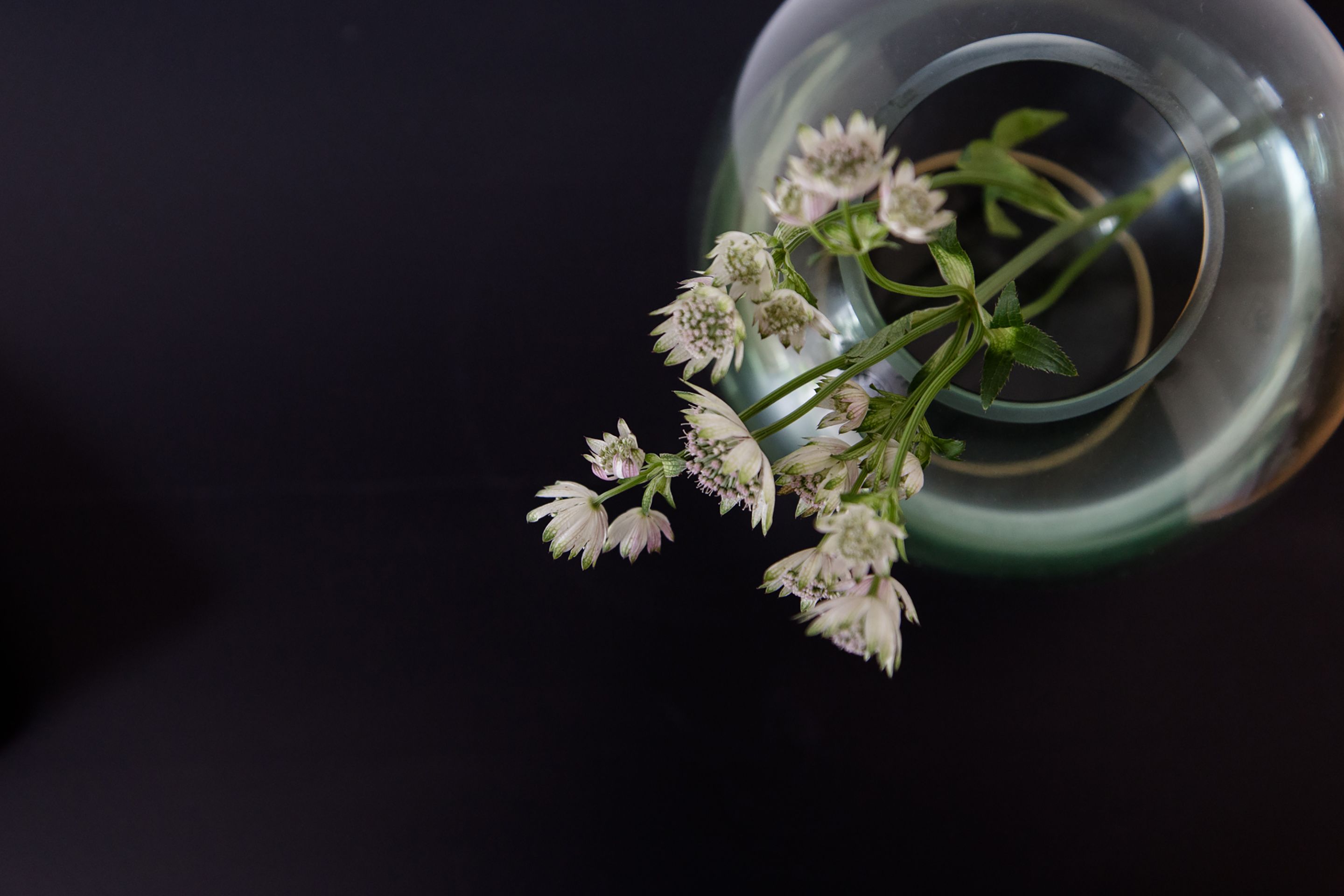 August The Boardinghouse