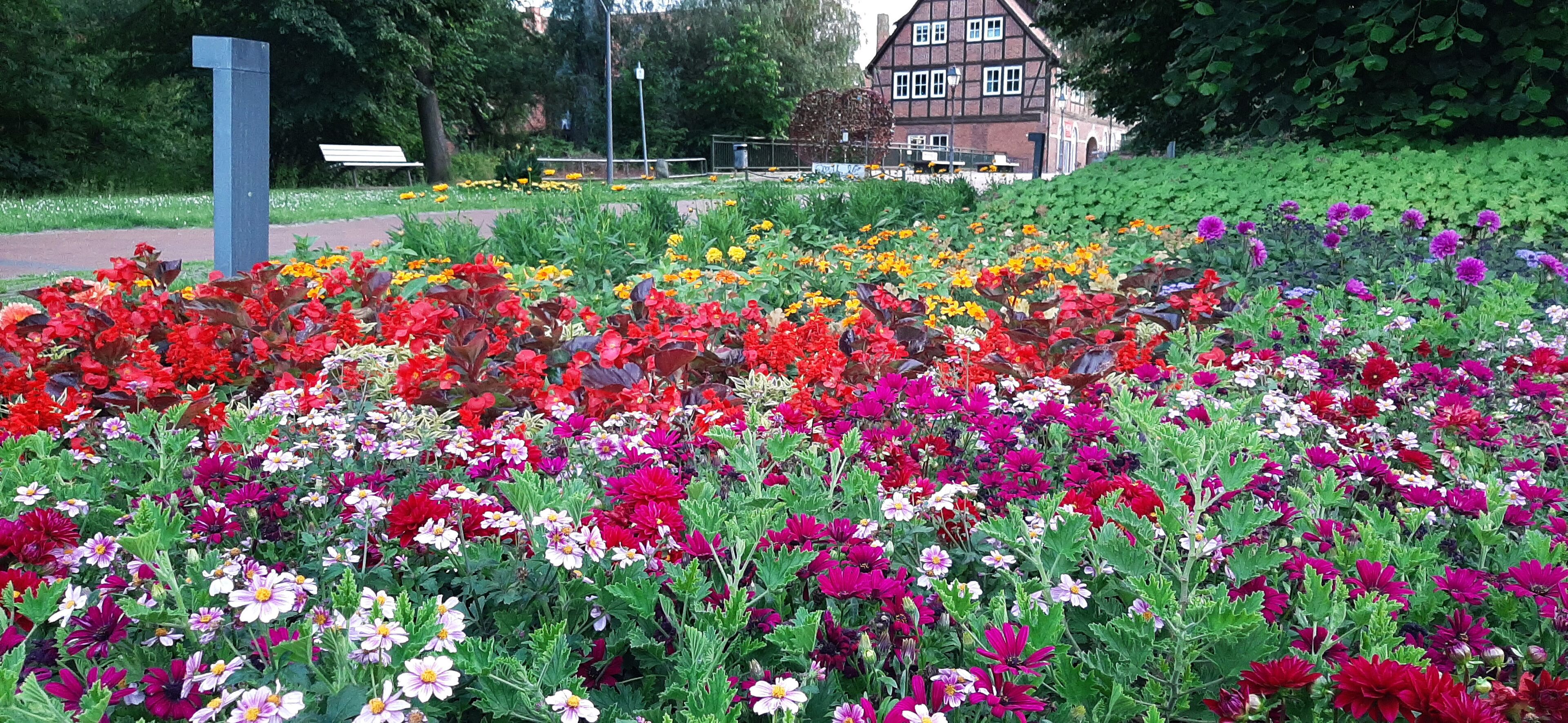 Forest Apartments & Rooms