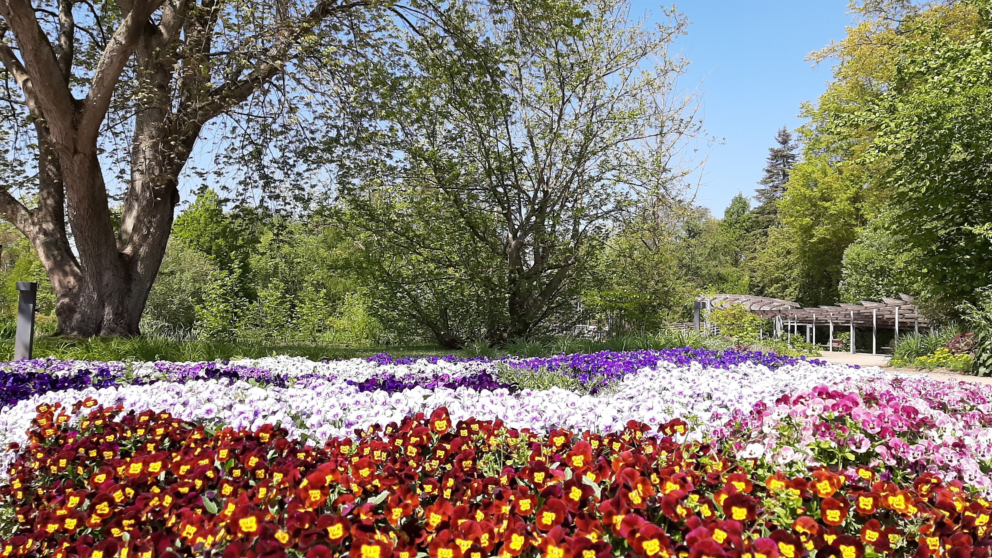 Forest Apartments & Rooms