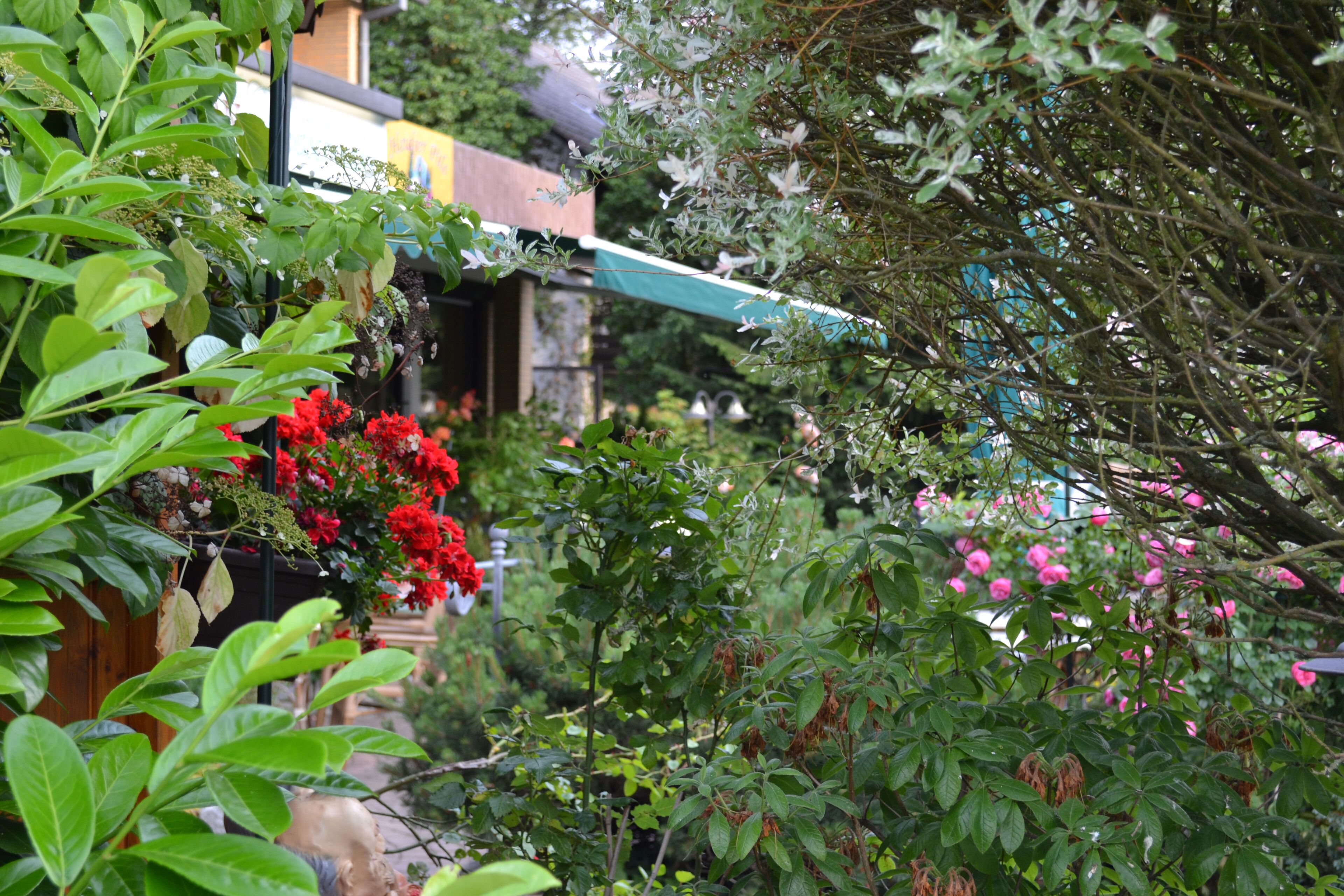 Forest Apartments & Rooms