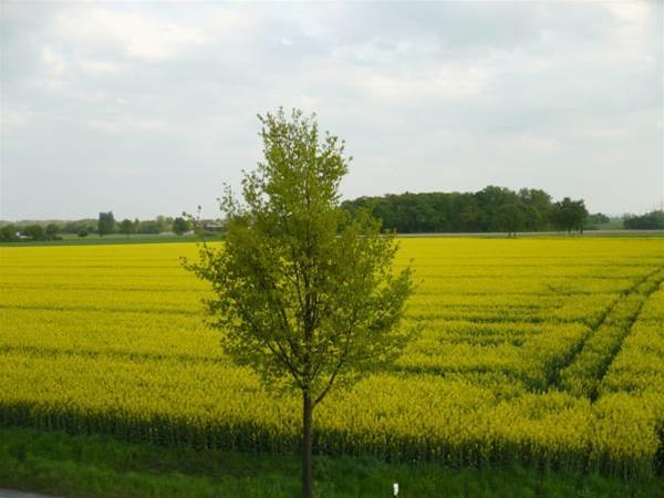 Mutter Bürmann