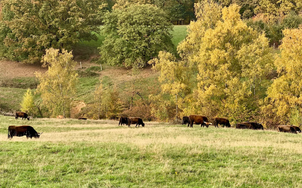Besotel Ferienwohnungen Und Apartments Erkrath