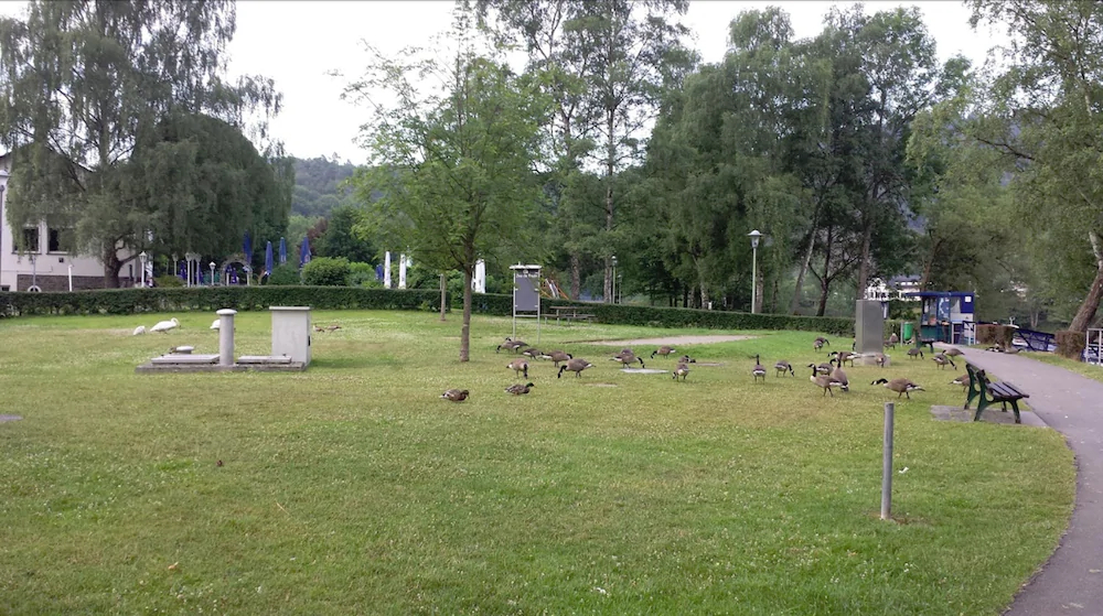 Seemöwe
