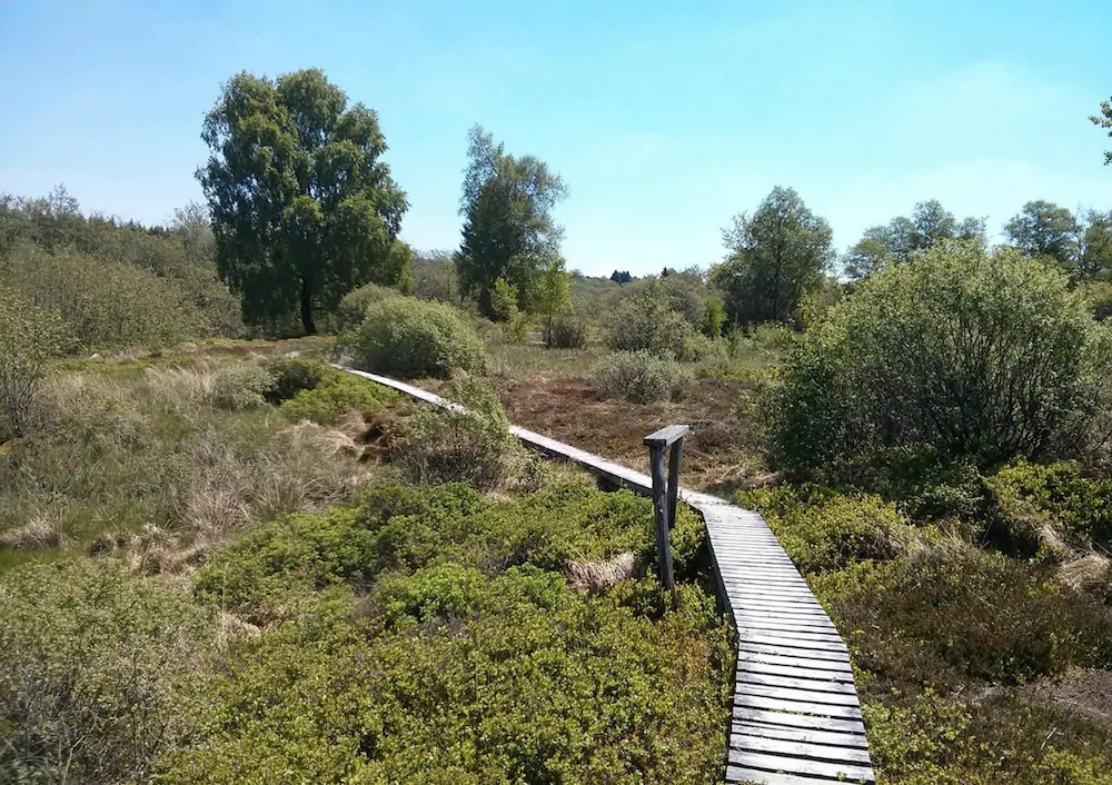 Seemöwe