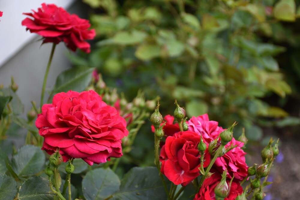 Ferienwohnung Alexanderhof