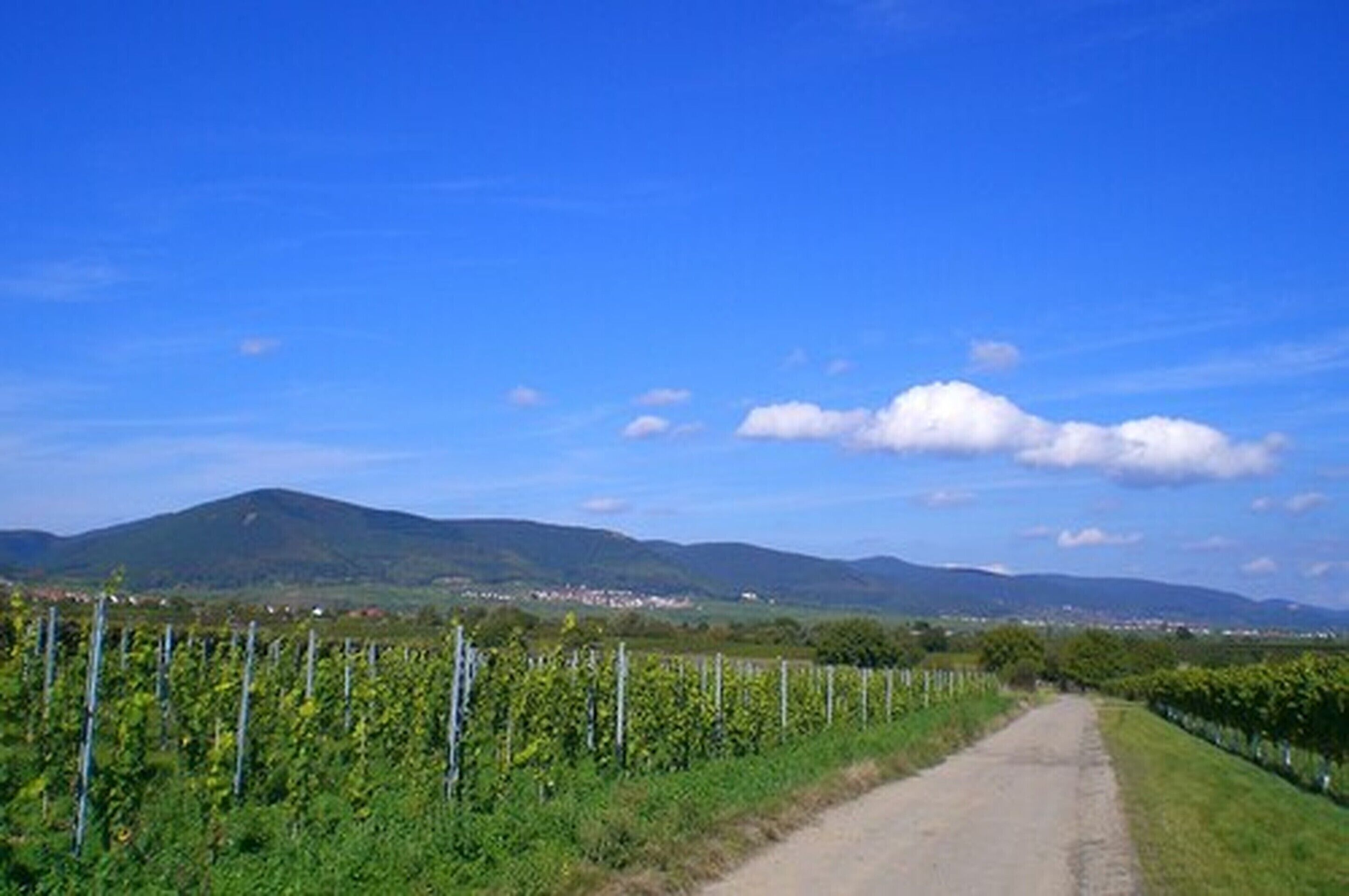 Weinmanufaktur Wolfgang Pfaffmann & Guesthouse Susanne Pfaffmann