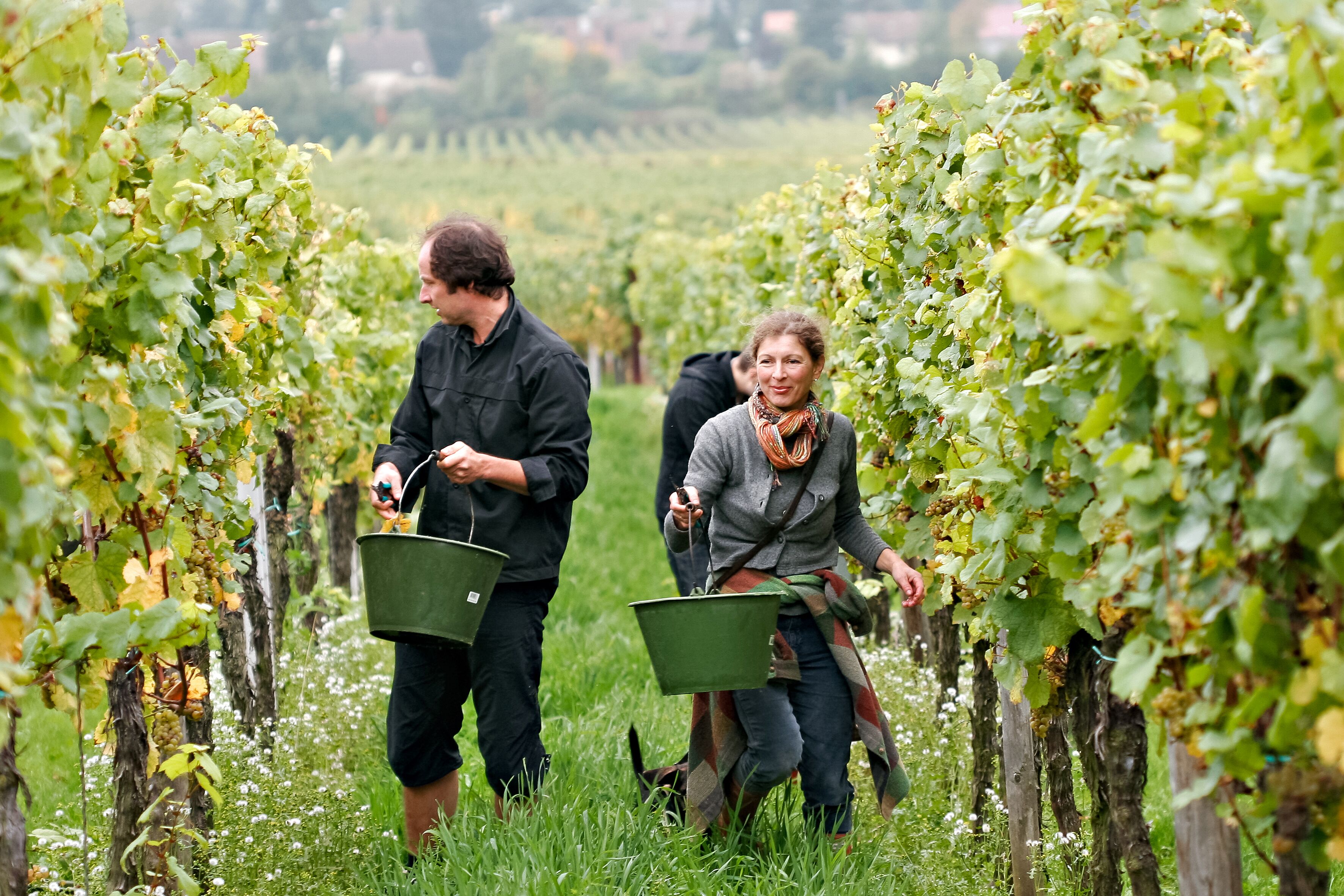 Weinmanufaktur Wolfgang Pfaffmann & Guesthouse Susanne Pfaffmann