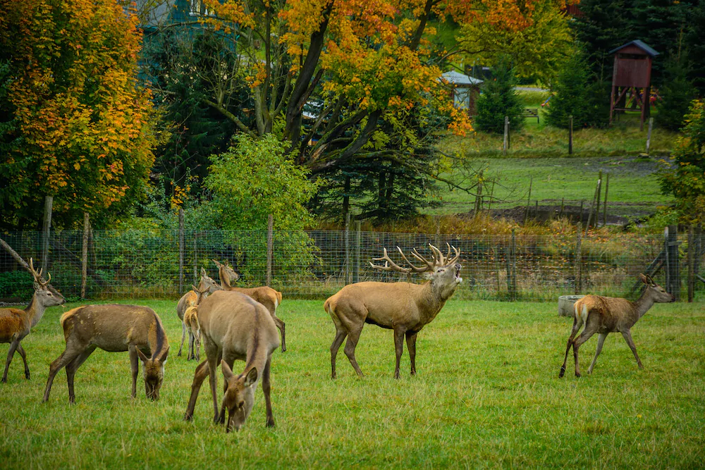 Ferienhotel Goldhübel