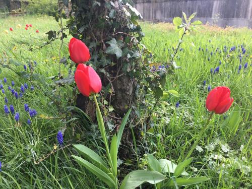 Plantagengut Hosterwitz