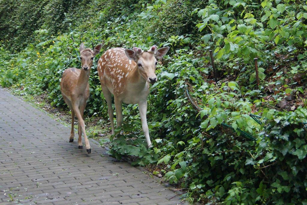 REGIOHOTEL Schanzenhaus