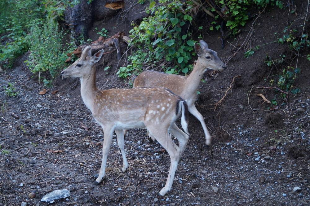REGIOHOTEL Schanzenhaus