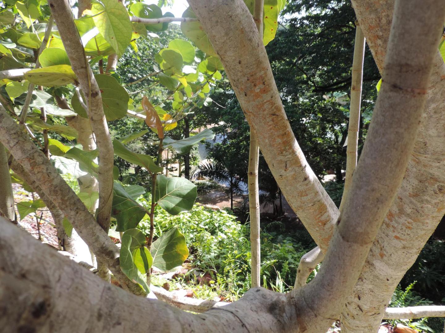 Altos de Caño Hondo