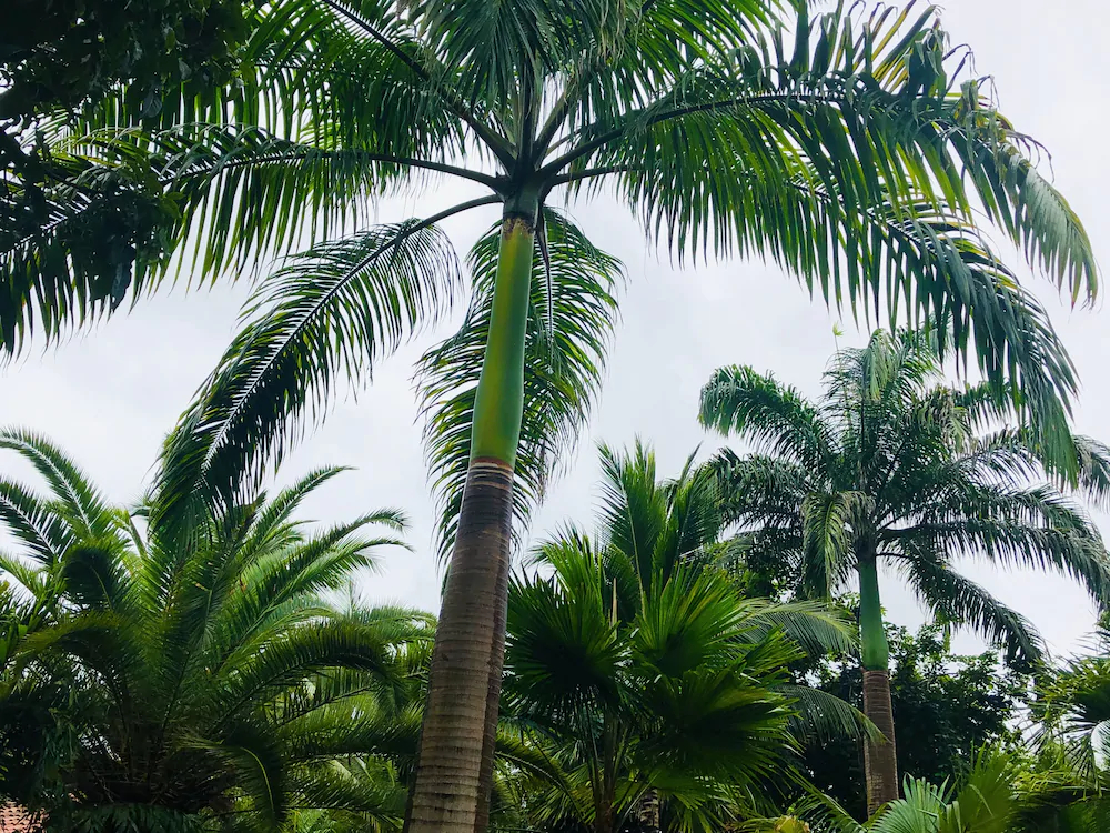 Canoa Oasis