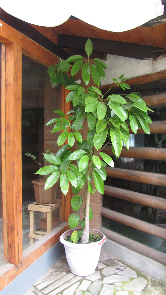 Casa 929