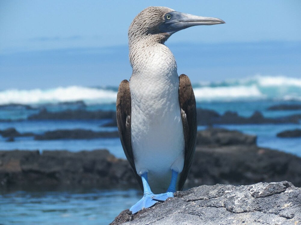 Twin Lodge Galapagos