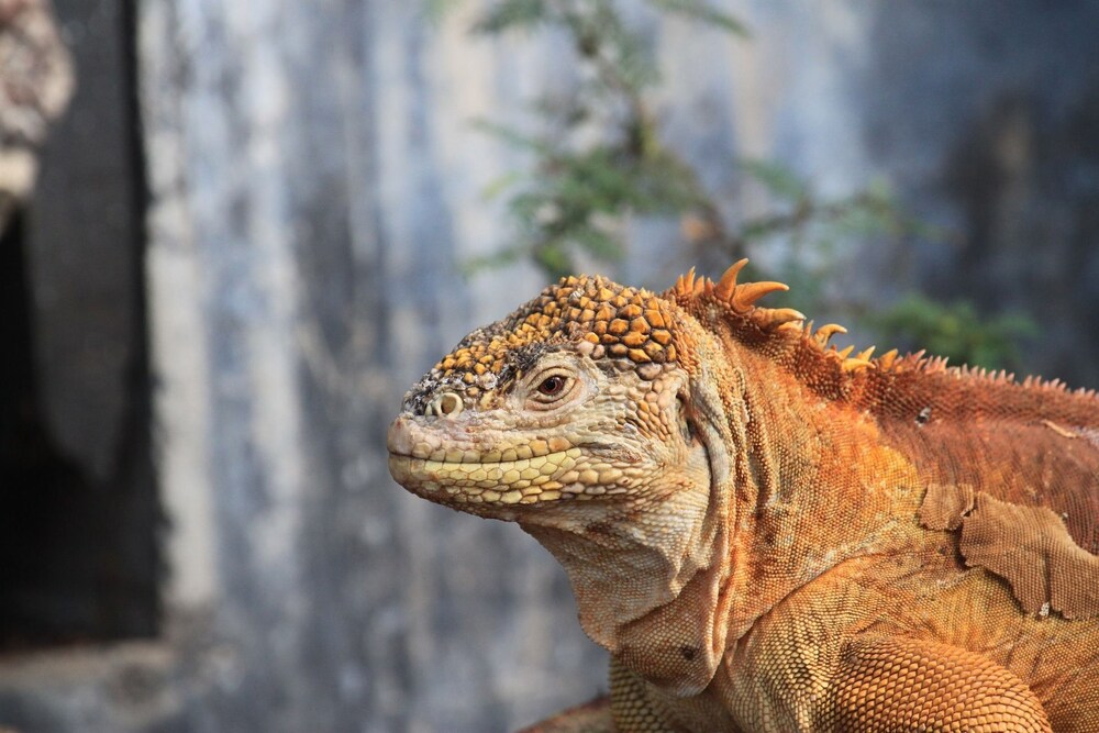 Twin Lodge Galapagos