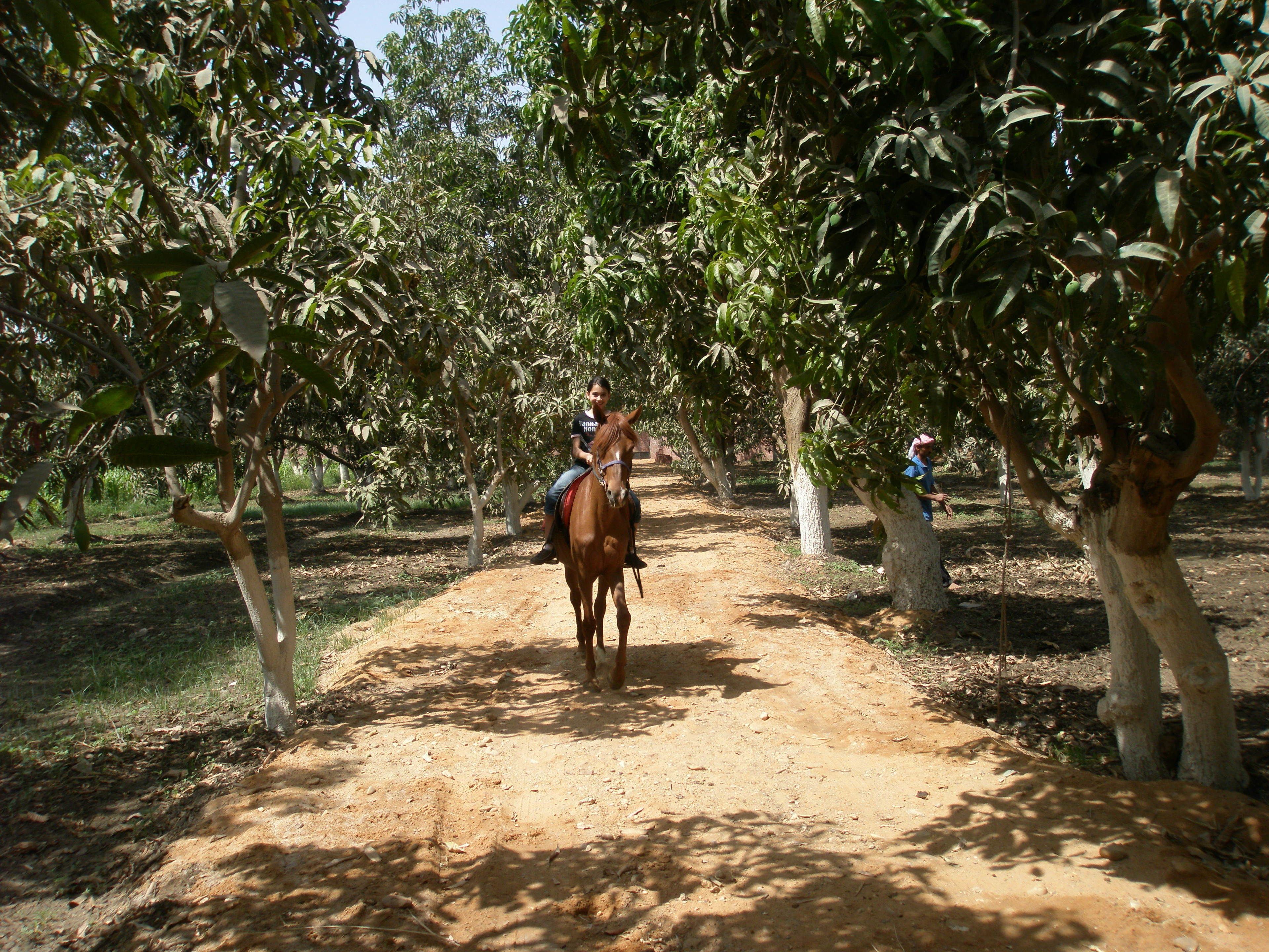 Equestrian Lodge - Pyramids Egypt