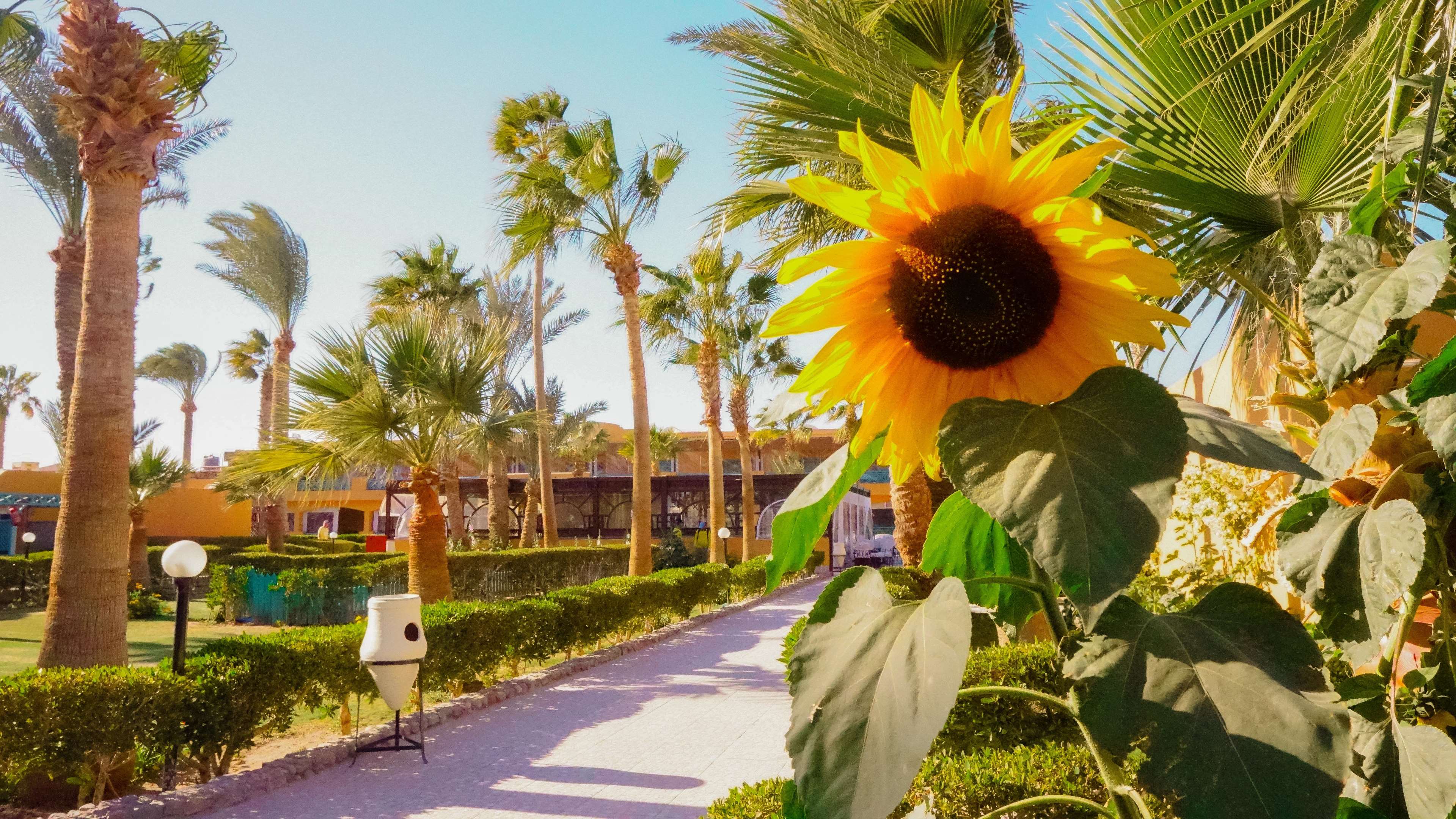 Giftun Azur Resort