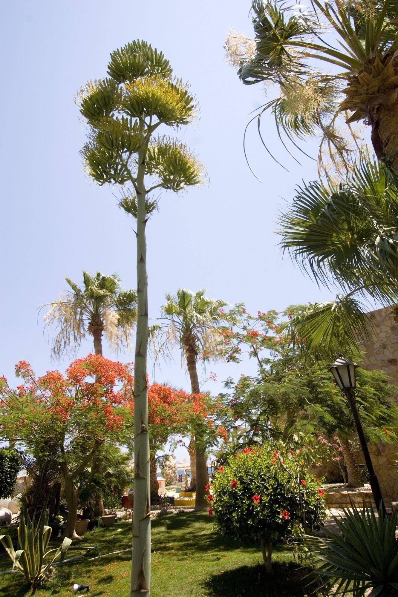 ananea Hurghada