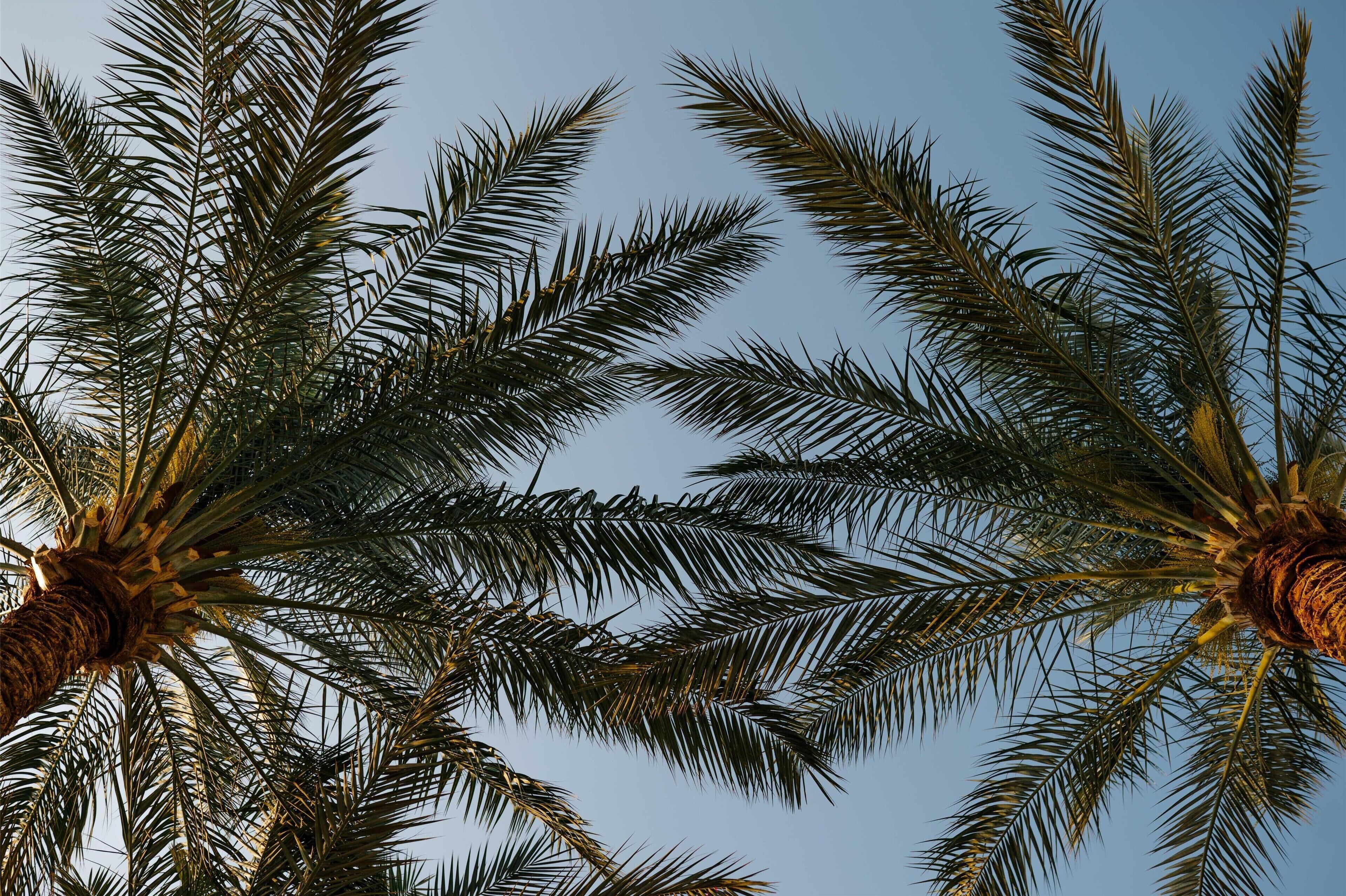 Baron Palms Sharm El Sheikh