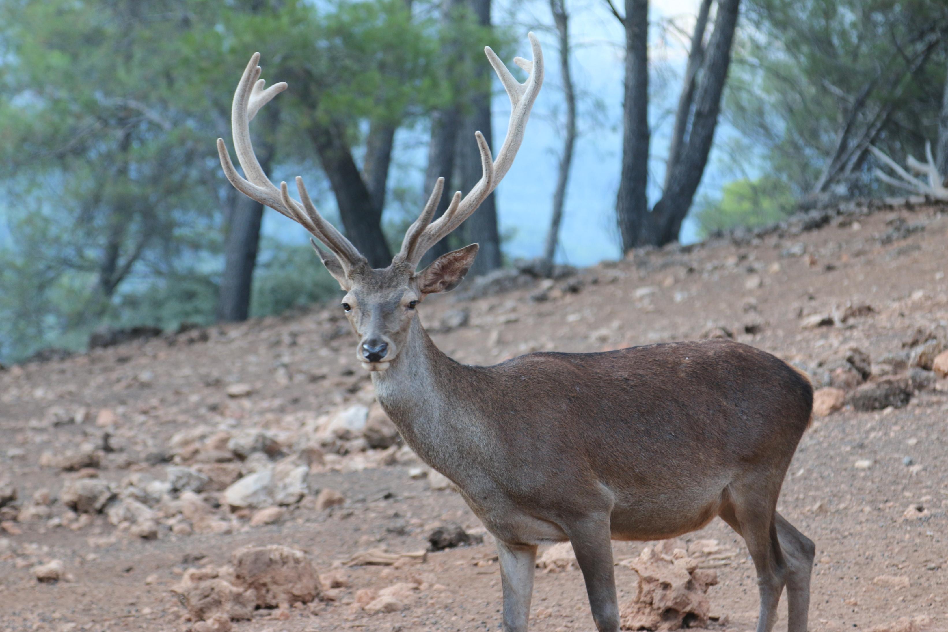 Apartamentos Rurales Campillo