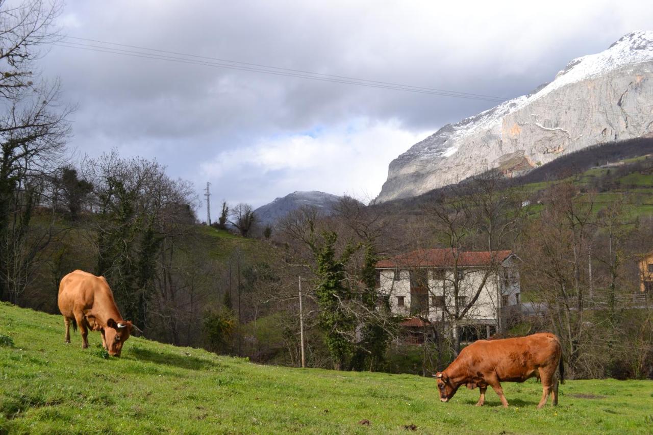 Alesga Rural