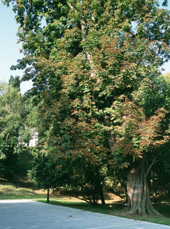 Parador de Limpias
