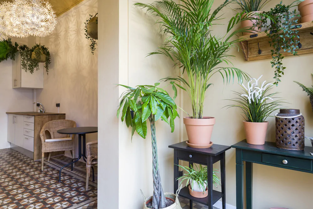 Casa Maca Boutique