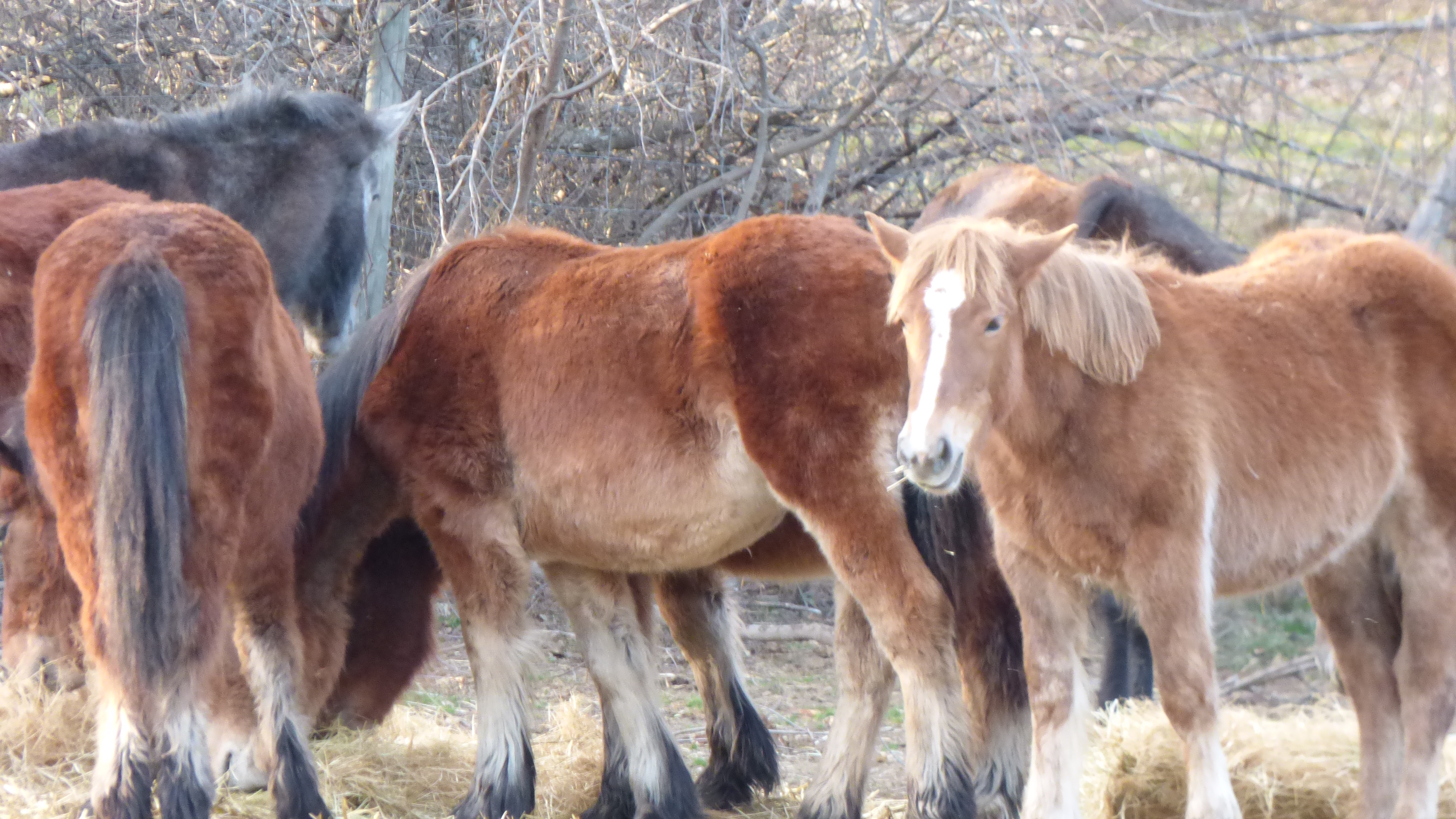La Posada de Pedrazales
