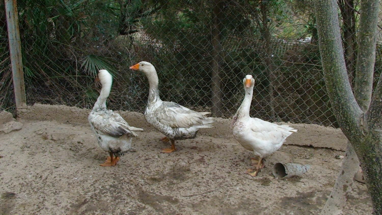 Hort de Mao Casa Vella