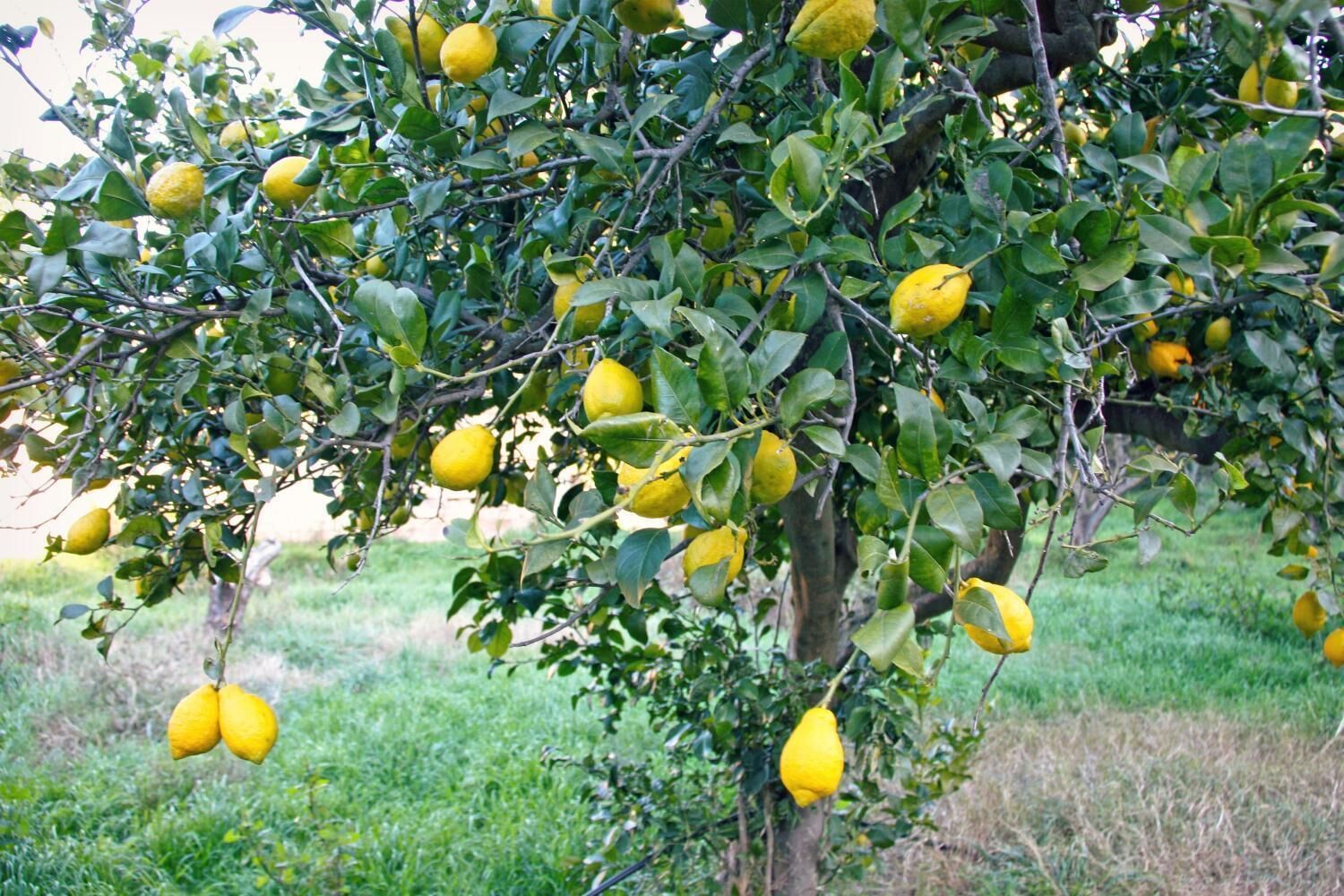 Hort de Mao Casa Vella