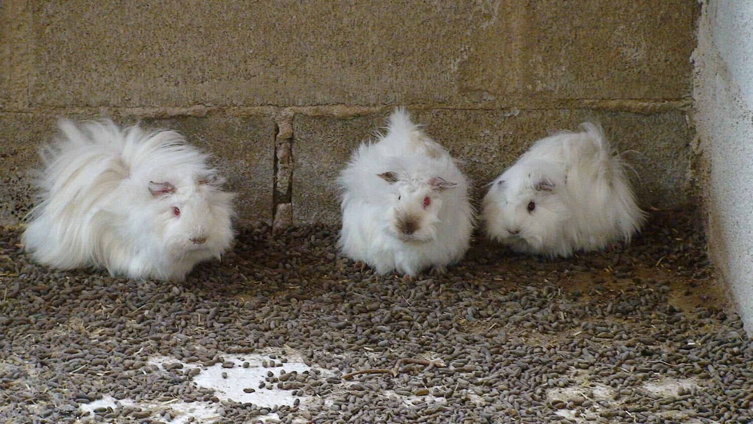 Hort de Mao Casa Vella